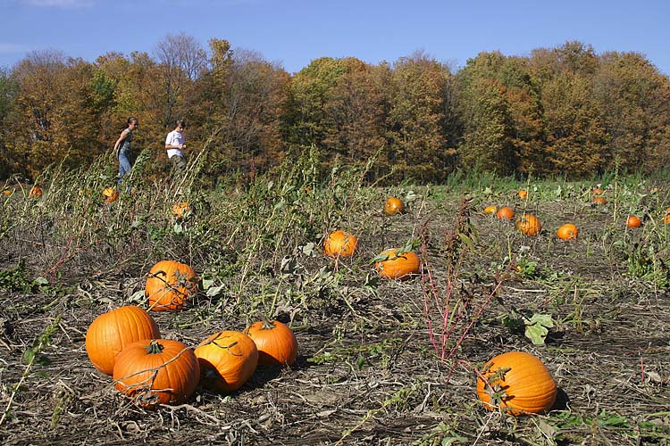 The Pumpkin Field