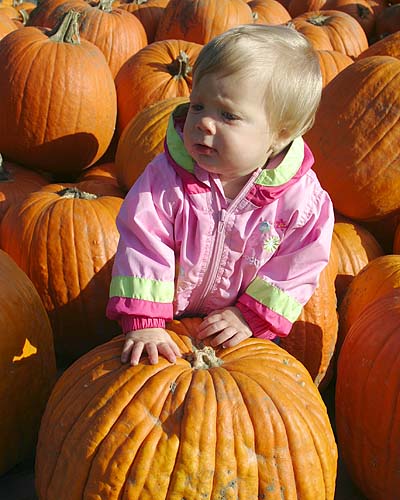 Choosing a Pumpkin