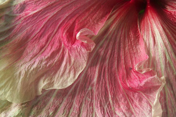 Pink Ruffles