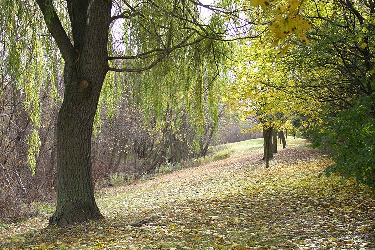 November Morning