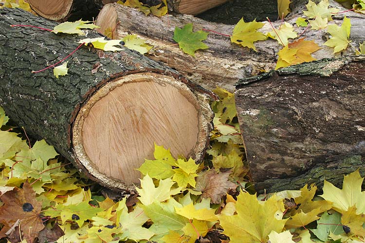 Logs and Leaves
