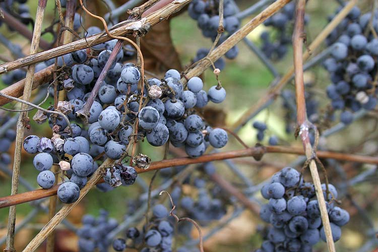 Chain-Link Vineyard