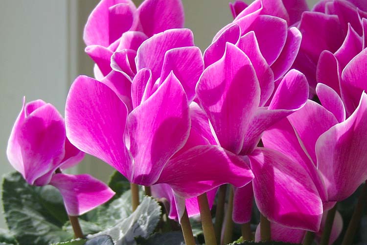 Congratulatory Cyclamen