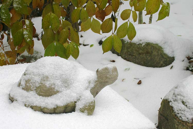 Frozen Turtle