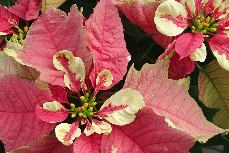 This Year\'s Mutation