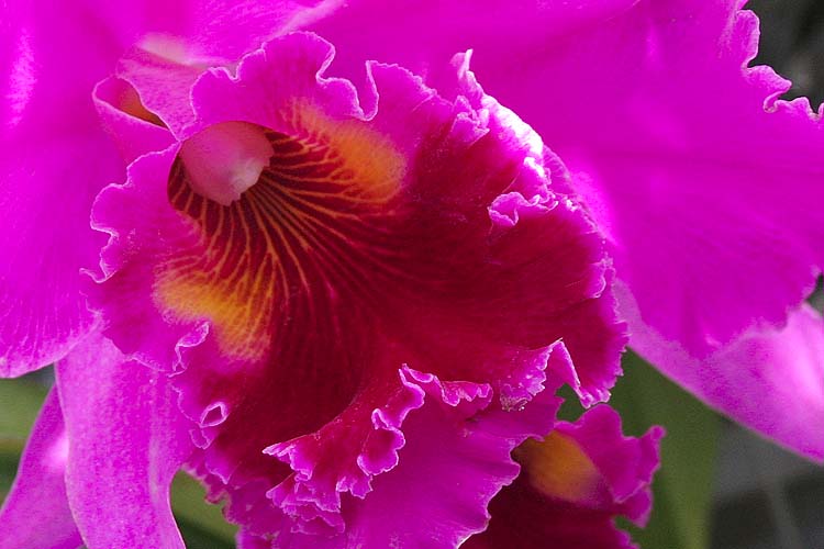 Cattleya Close-up