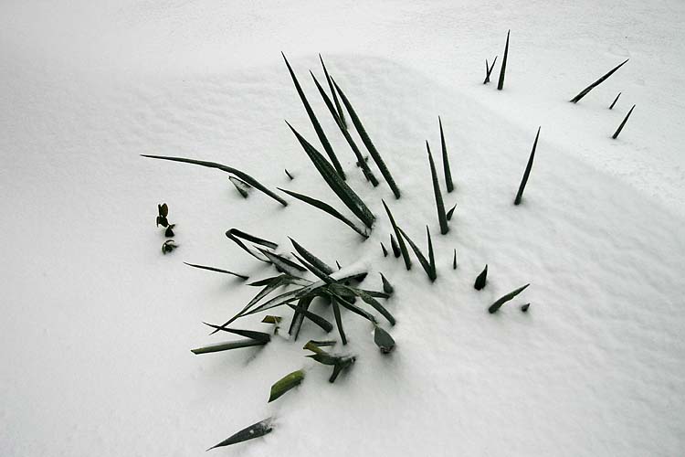 Yucca In A Drift