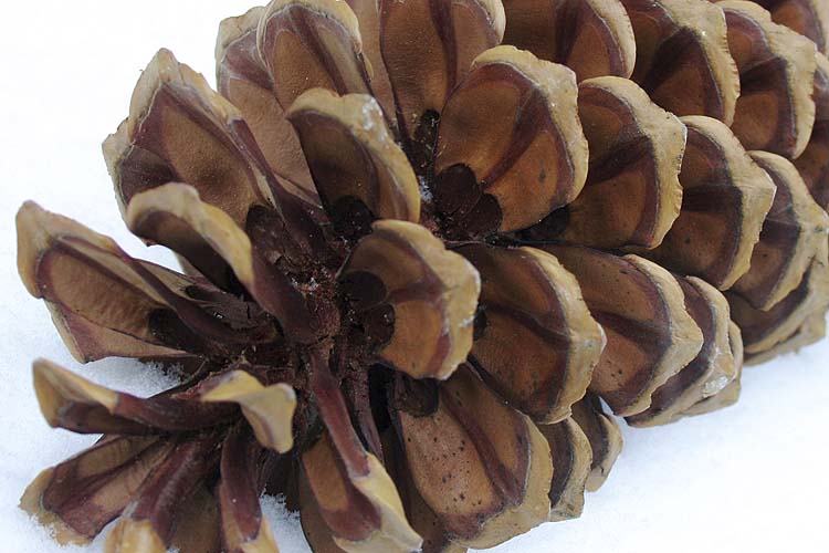 Pinecone