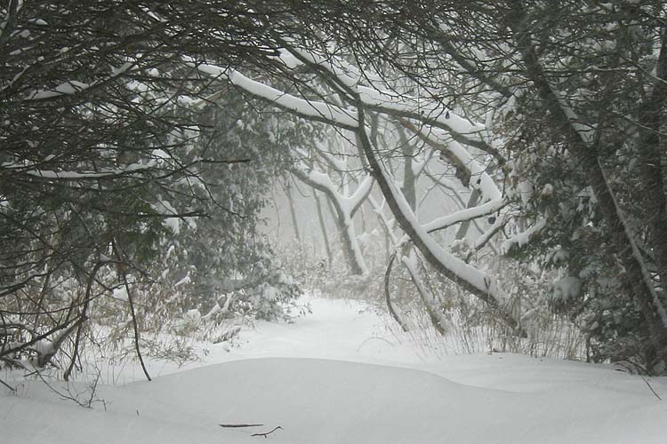 In The Woods, Dark and Deep