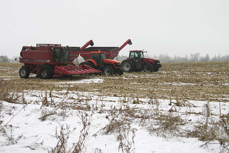 Winter Harvest