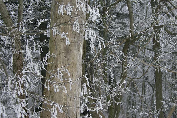 Frozen Fog
