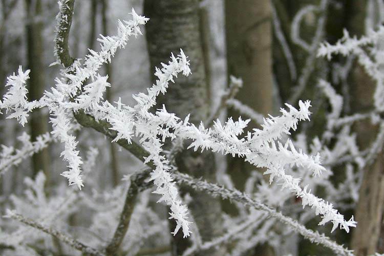 Frosty Branches