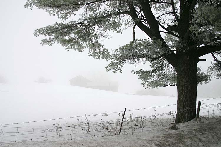 Winter Fog