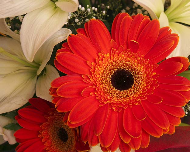 Colourful Flowers