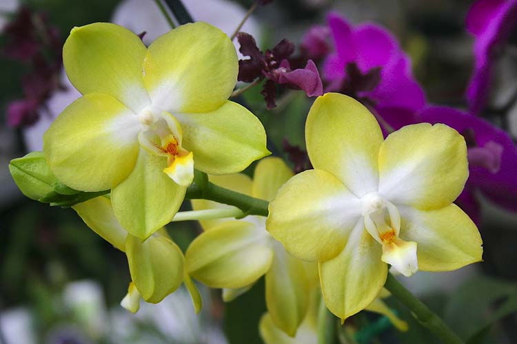 Orchids