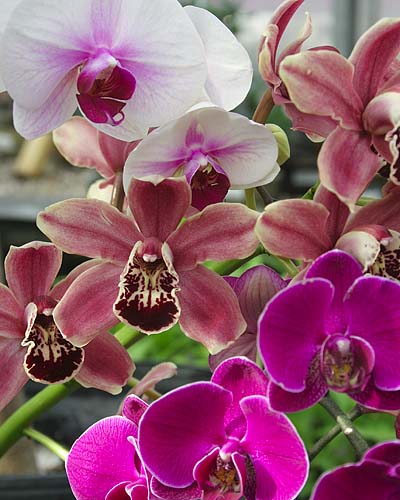 More Orchids