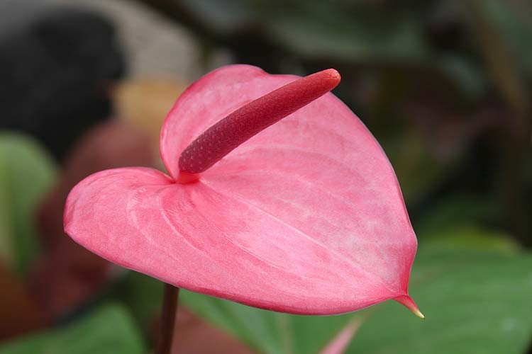 Flamingo Flower