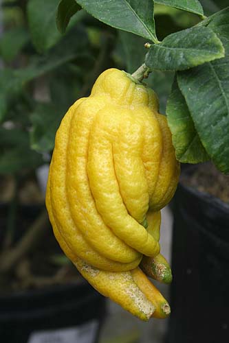 \"Budha\'s Hand\" Citron