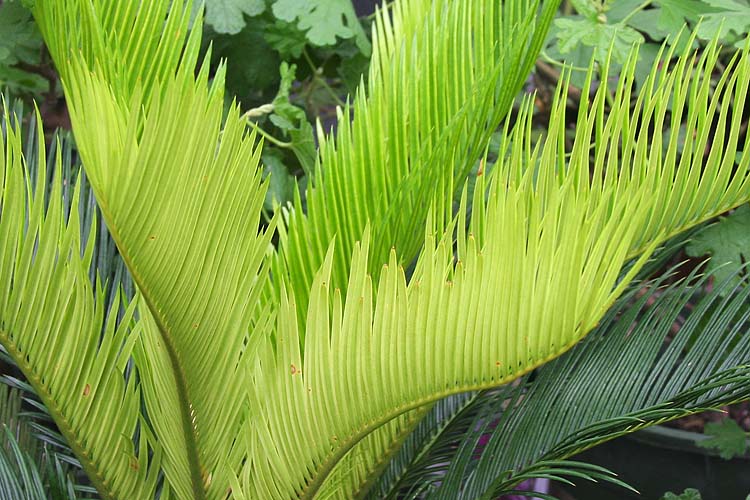 Green Palm