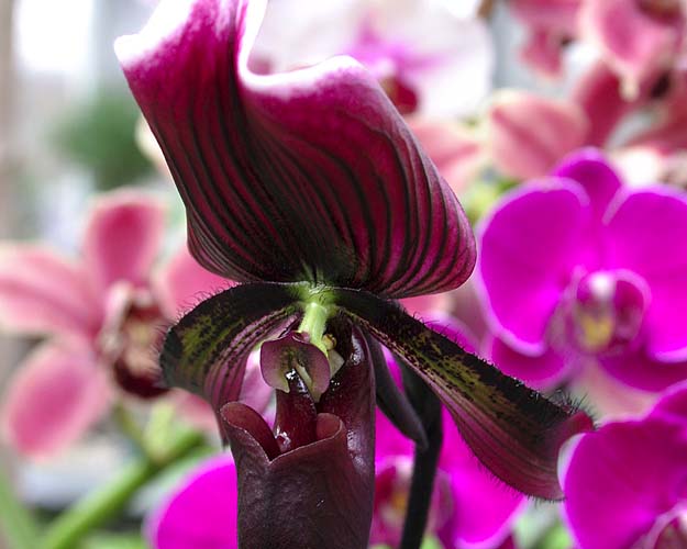 Dark Lady\'s Slipper