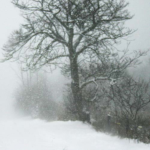 Snowing Again
