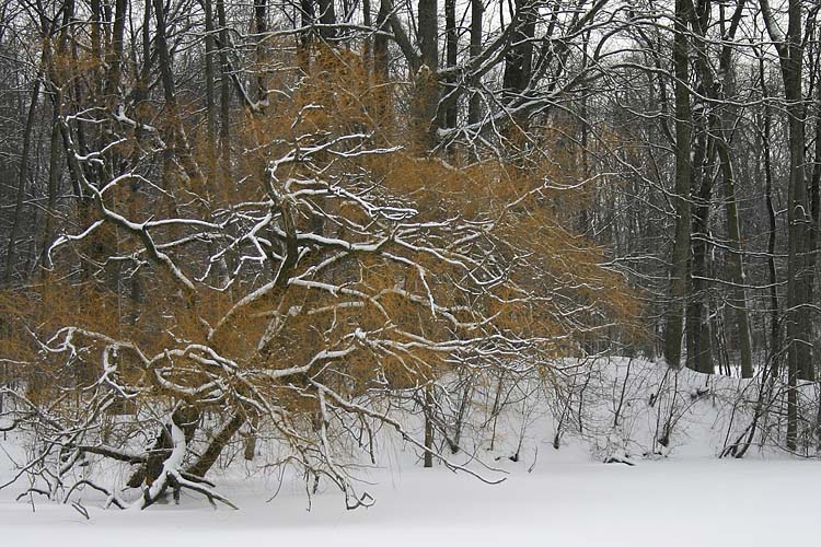 Golden Willow