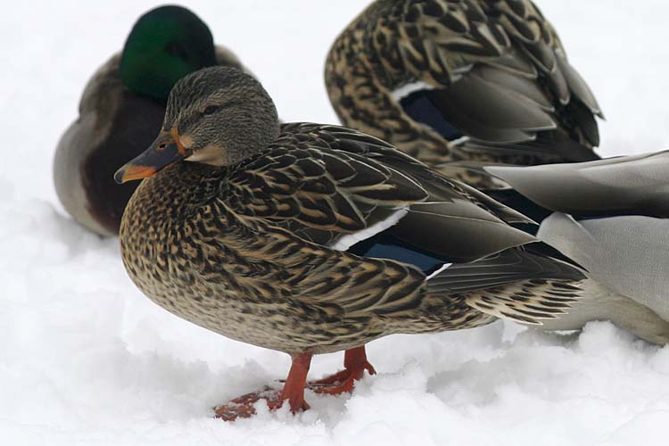 Mallard Duck