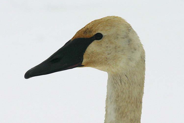 Guard Swan