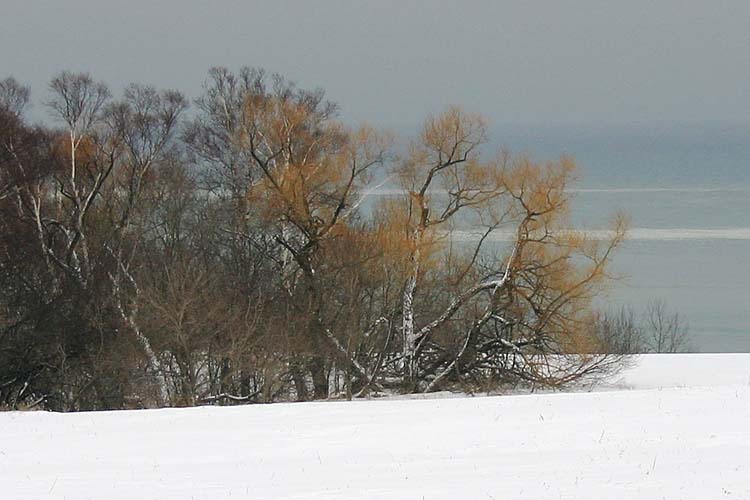More Willows