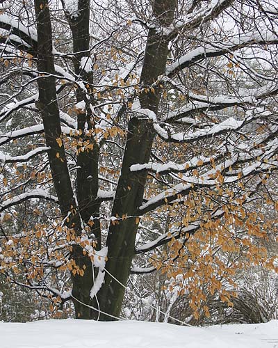 Snowy Trees