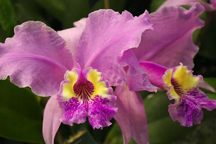 Orchid #3