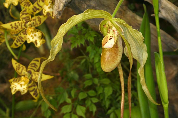 Orchids #5