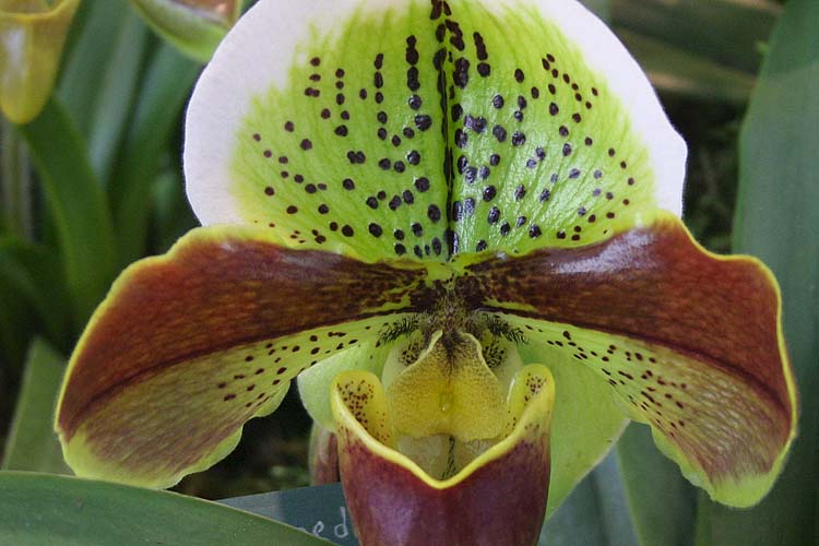 Orchid #9