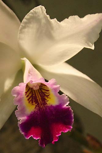 Orchid #6