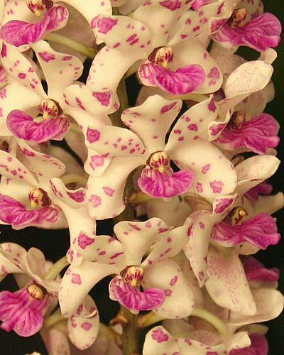 Orchid #7