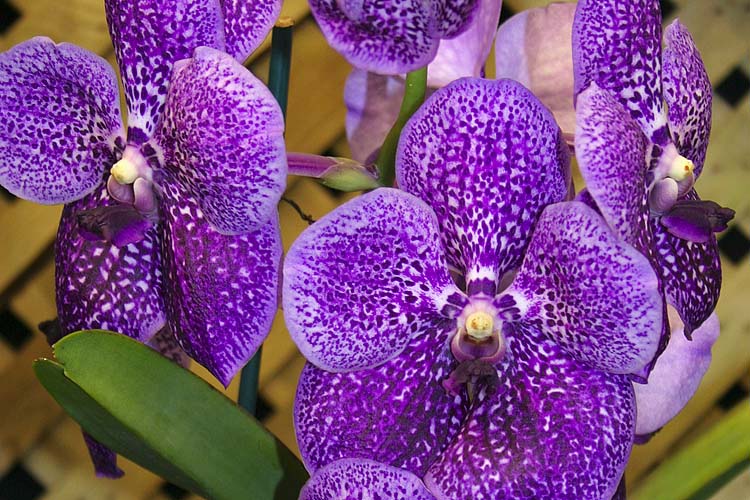 Orchid #8