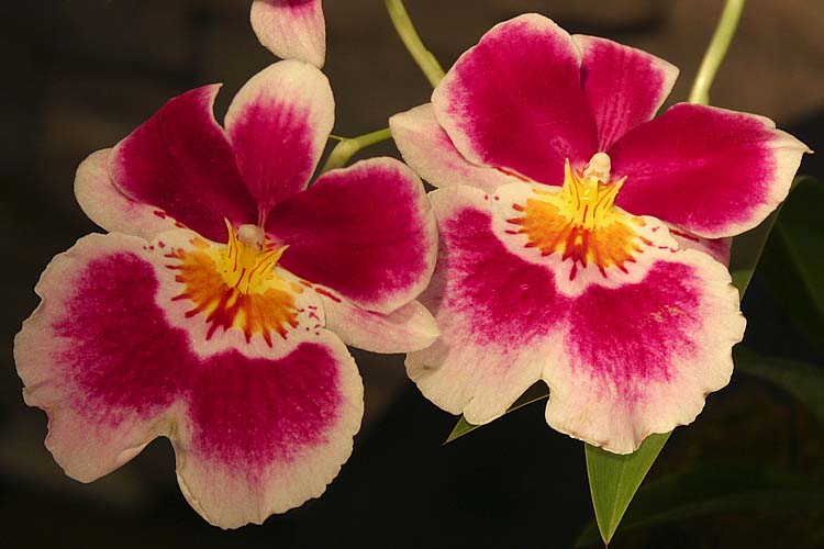 Orchid #4