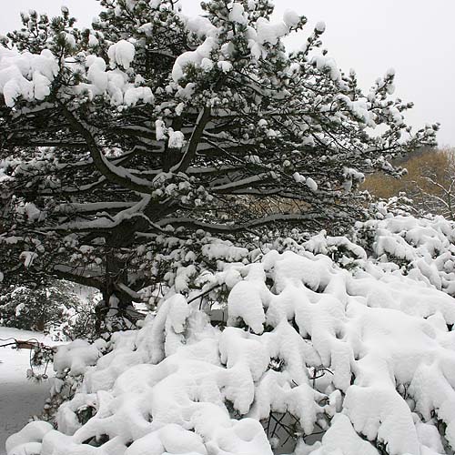 Snow-covered Pines