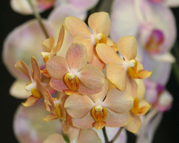 Orchids #10