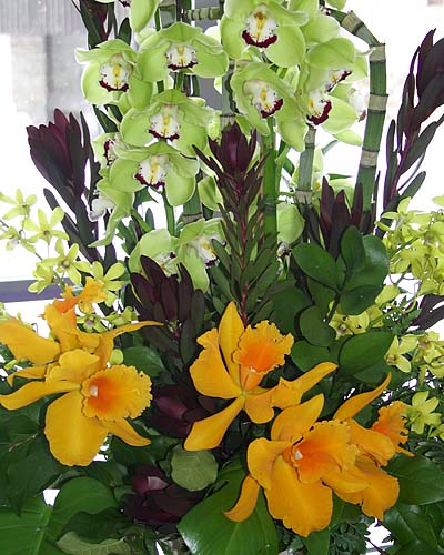 Orchid Show #1