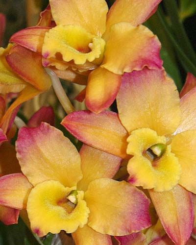 Orchid #2