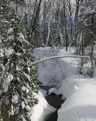 Deep in the Woods