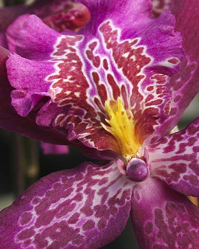 Purple Patterns