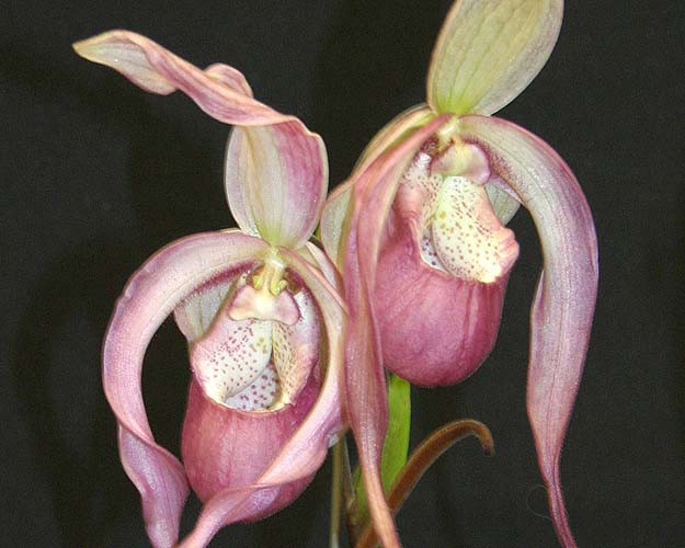 Delicate Pink Lady Slippers