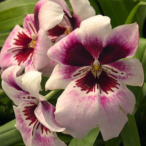 Are These Orchids Too?