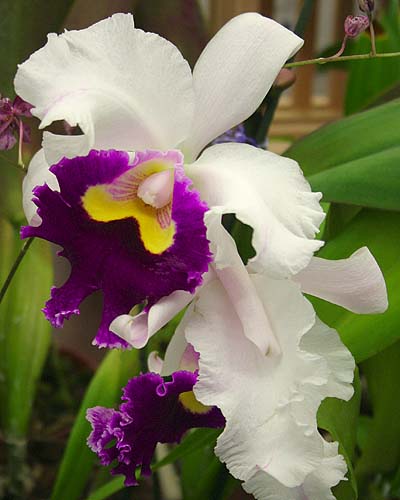 White & Purple Catleya