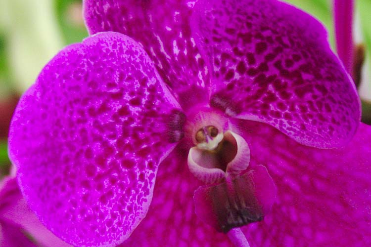 Magenta Vanda