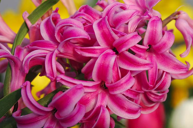 Hyacinths