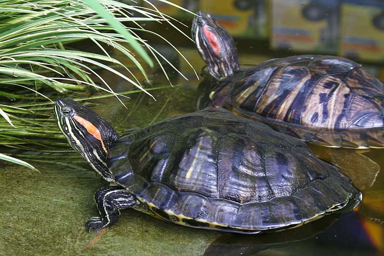 Turtles
