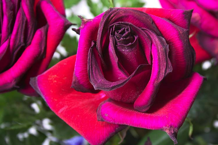 Memories of Valentine\'s